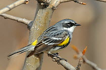 Adult male "Myrtle" Yellow-rumped Warbler (Dendroica coronata) in breeding plumage, perched on branch,  Seward Peninsula, Alaska, USA, May.