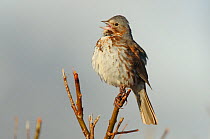 Fox Sparrow (Passerella / Zonotrichia iliaca) of the "Red" subspecies zaboria, perched, singing, Seward Peninsula, Alaska, USA, May.