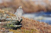 Adult male Gyrfalcon (Falco rusticolus) perched on rocks. This bird is intermediate between a typical gray-morph and a white morph. Seward Peninsula, Alaska, USA,  May.