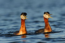 Adult Red-necked Grebes (Podiceps grisegena) in breeding plumage performing "whinny-braying" duet in defense of territory. Fairbanks, Alaska, USA, July.