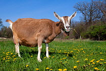 Domestic goat (Capra hircus) Toggenburg dairy breed, female, grazing in field amongst dandelions,  East Troy, Wisconsin, USA