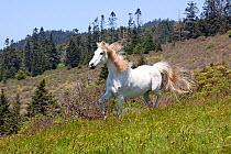 Domestic horse, Arabian Horse trotting through brushy meadow, Fort Bragg, California, USA