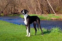 Domestic dog, Great Dane, portrait standing by river, St. Charles, Illinois, USA