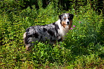 Domestic dog, dappled Australian Shepherd amongst summer vegetation, Voluntown, Connecticut, USA (SR)