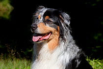 Domestic dog, Australian Shepherd (note the different colored eyes, common in this breed) Voluntown, Connecticut, USA (SR)