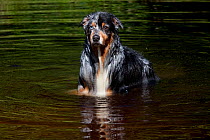 Domestic dog, dappled Australian Shepherd coming out of pond after cooling off, (note the different colored eyes, common in this breed), Voluntown, Connecticut, USA (SR)