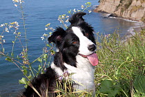 Domestic dog, Border Collie in tall grass on bluff overlooking Pacific Ocean, Southern California, USA