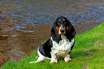 Domestic dog, Basset Hound, 9-month female, by river, St. Charles, Illinois, USA