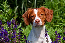 Domestic dog, Brittany spaniel amongst flowers, West Chicago, Illinois, USA (AS)