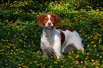 Domestic dog, Brittany spaniel amongst flowers, West Chicago, Illinois, USA (AS)