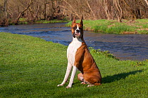 Domestic dog, Boxer, male with cropped ears sitting beside river, St. Charles, Illinois, USA