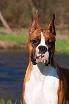 Domestic dog, Boxer, male with cropped ears, portrait beside river, St. Charles, Illinois, USA