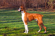Domestic dog, Boxer, male with cropped ears beside woodland, St. Charles, Illinois, USA