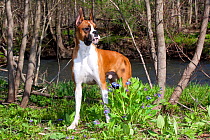 Domestic dog, Boxer, male in woodland beside river, St. Charles, Illinois, USA