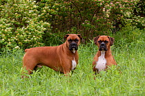 Domestic dog, two fawn-colored male Boxers in green meadow with honey-suckle bush, Rockford, Illinois, USA
