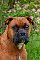 Domestic dog, male Boxer, portrait, Rockford, Illinois, USA