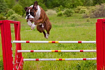Domestic dog, Boxer jumping over agility course hurdles, Rockford, Illinois, USA