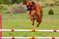 Domestic dog, Boxer jumping over agility course hurdles, Rockford, Illinois, USA