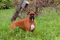 Domestic dog, fawn-colored male Boxer in meadow with old bluebird house on wooden post, Rockford, Illinois, USA