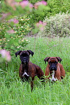 Domestic dog, two Boxers (brindled on left, fawn on right) by honey-suckle bush in meadow, Rockford, Illinois, USA