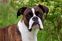 Domestic dog, male brindled Boxer in meadow with honey-suckle bush, Rockford, Illinois, USA