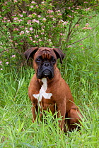 Domestic dog, fawn colored Boxer in green meadow with honey-suckle bush, Rockford, Illinois, USA