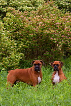 Domestic dog, two fawn-colored male Boxers in green meadow with honey-suckle bush, Rockford, Illinois, USA