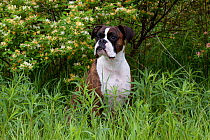 Domestic dog, male brindled Boxer in green meadow with honey-suckle bush, Rockford, Illinois, USA