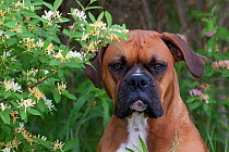 Domestic dog, fawn-colored Boxer head portrait in green meadow with honey-suckle bush, Rockford, Illinois, USA