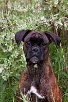 Domestic dog, brindled Boxer, portait, Rockford, Illinois, USA