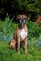 Domestic dog, brindled Boxer in garden, Willmette, Illinois, USA (JC)