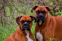 Domestic dog, two male fawn Boxers, Rockford, Illinois, USA
