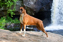 Domestic dog, fawn Boxer with cropped ears standing on rock in front of waterfall, East Haddam, Connecticut, USA (GH)