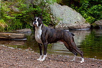 Domestic dog, dark brindle Boxer, male standing beside river, East Haddam, Connecticut, USA (GH)