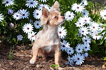 Domestic dog, long-haired Chihuahua amongst flowers, Southern California, USA