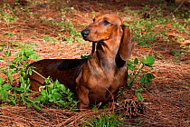 Domestic dog, smooth-haired standard Dachshund, Florida, USA