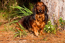 Domestic dog, long-haired standard Dachshund amongst pine needles, Sarasota, Florida, USA