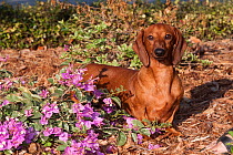 Domestic dog, smooth-haired standard Dachshund amongst garden flowers, Sarasota, Florida, USA