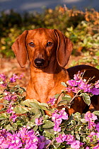 Domestic dog, smooth-haired standard Dachshund amongst garden flowers, Sarasota, Florida, USA