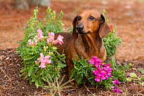 Domestic dog, short-haired standard Dachshund amongst Snapdragon garden flowers, Sarasota, Florida, USA