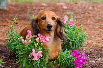 Domestic dog, long-haired standard Dachshund amongst Snapdragon garden flowers, Sarasota, Florida, USA