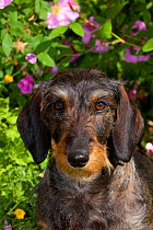 Domestic dog, wire-haired standard Dachshund amongst garden flowers, Gurnee, Illinois, USA (MF)