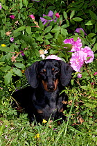 Domestic dog, short-haired miniature Dachshund  by flowering rose bush, Illinois, USA (MF)
