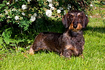 Domestic dog, wire-haired standard dachshund by flowering bush, Illinois, USA (MF)