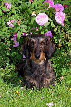 Domestic dog, wire-haired standard dachshund by rose bush, Illinois, USA (MF)
