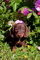 Domestic dog, miniature Dachshund puppy by flowering plant, Illinois, USA
