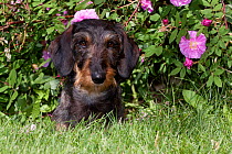 Domestic dog, wire-haired standard dachshund by rose bush, Illinois, USA (MF)