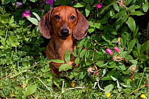 Domestic dog, short-haired miniature dachshund by rose bush, Illinois, USA (MF)