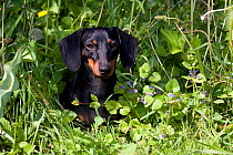 Domestic dog, short-haired miniature dachshund in grass, Illinois, USA (MF)