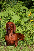 Domestic dog, short-haired miniature red Dachshund by ferns, Connecticut, USA (JM)
